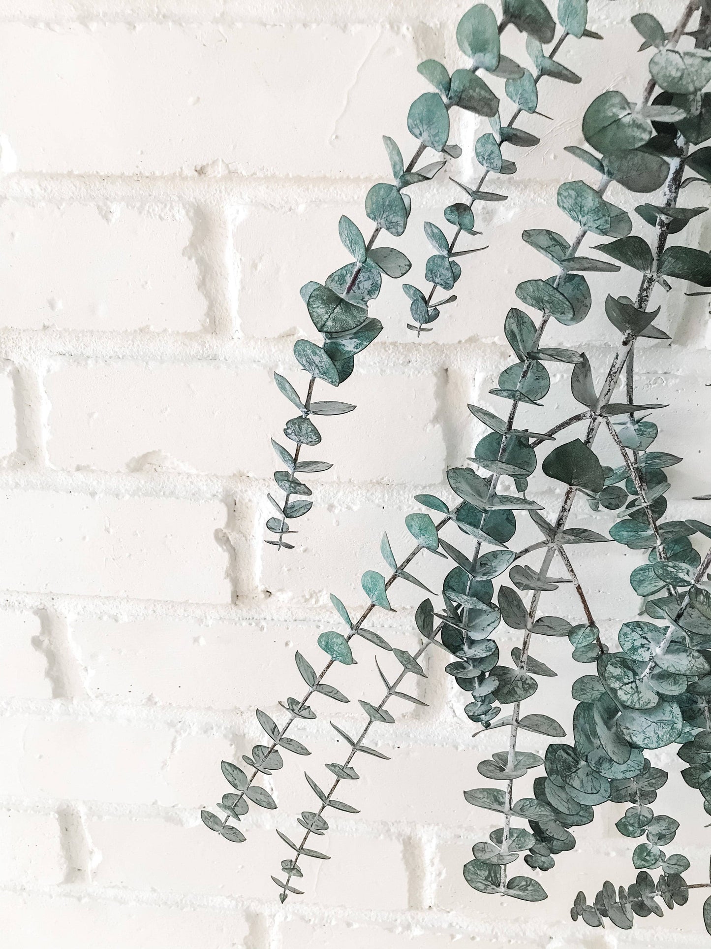 Eucalyptus Shower Bundle: Classic