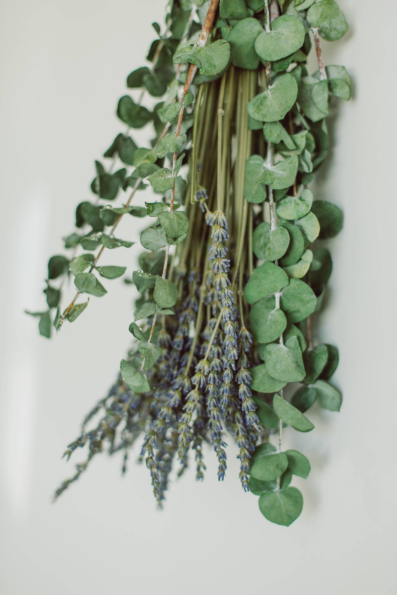 Eucalyptus + Lavender Shower Bundle: Classic