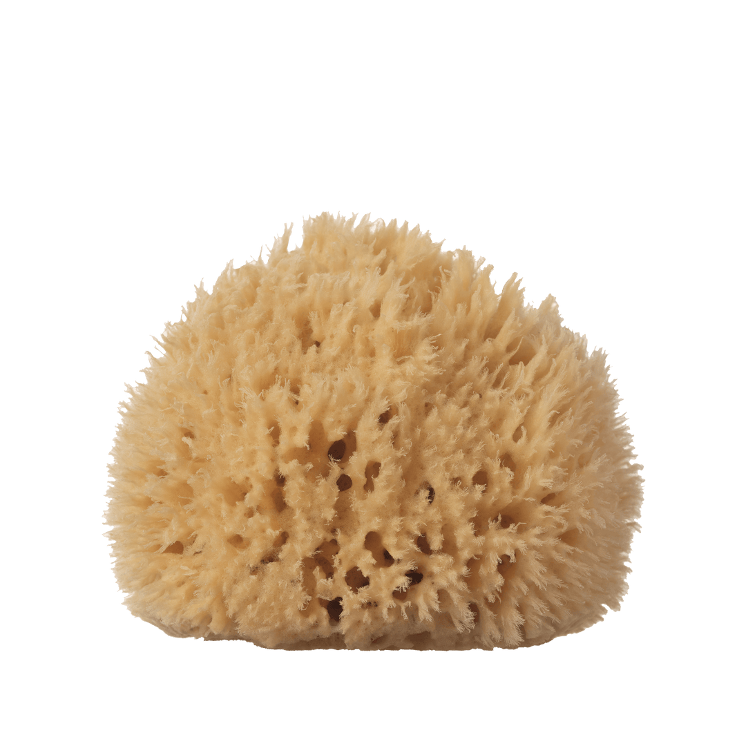 wool sea sponge - large [ 5-6" ]