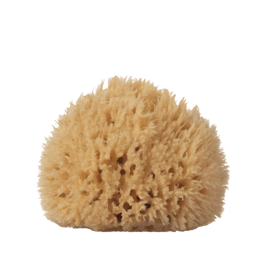 wool sea sponge - large [ 5-6" ]